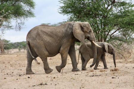 Elephant mother with childのeditorial素材