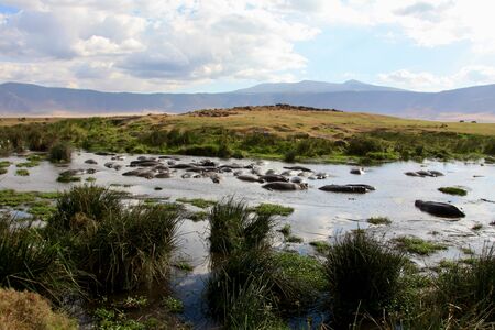 Large group of hippos in a waterholeのeditorial素材