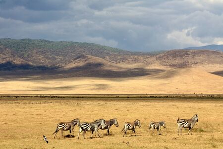 Zebra herd in the Serengeti with clouds and mountains in the backgroundのeditorial素材