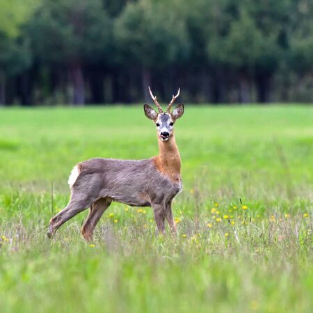 Roe deer in the meadow.の写真素材