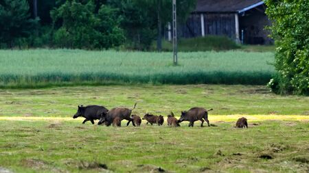Wild boars in the meadow.の写真素材
