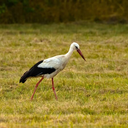 White stork in the meadow.の写真素材