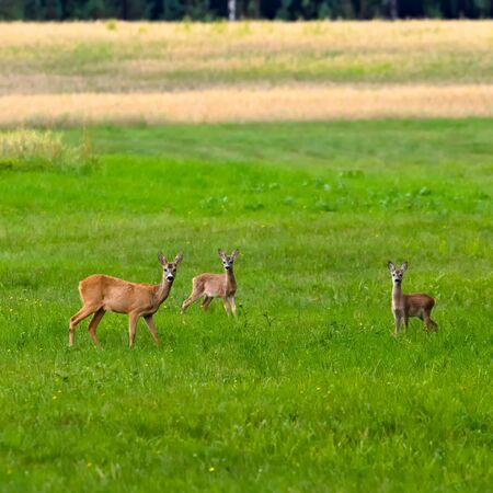 Roe deers in the meadow.の写真素材