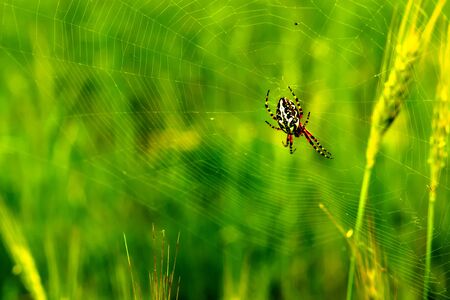 A lone spider is waiting for its fly.の写真素材