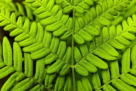 Leaf of the forest fern.の写真素材
