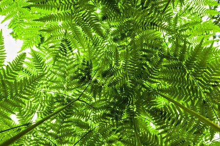 Ferns from below in the forest.の写真素材
