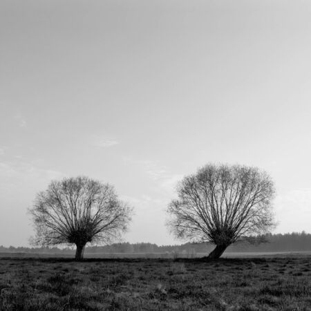 Two lonely willows in a meadow.の写真素材