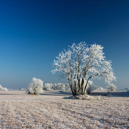 Frozen trees in the meadow.の写真素材