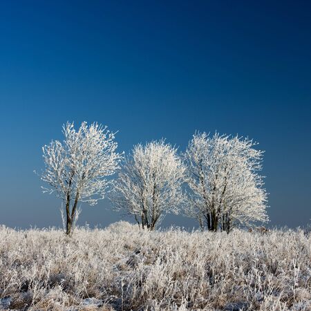 Frozen trees in the meadow.の写真素材