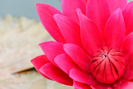 Red water lily flowerの写真素材