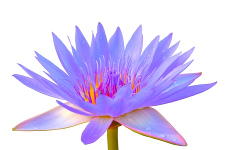 Purple water lilly isolated on white backgroundの写真素材