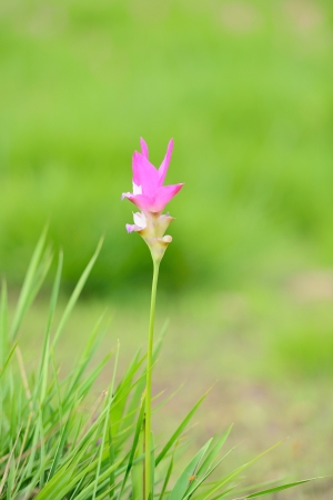 Pink siam tulip flowerの写真素材