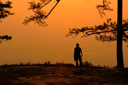 Silhouette of pine tree at sunriseの写真素材