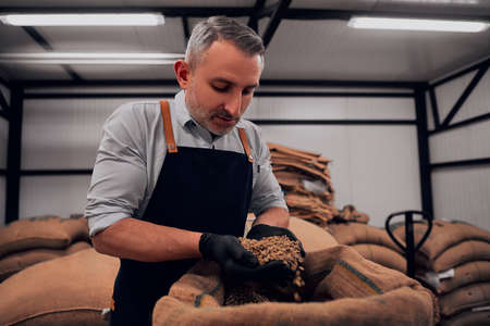 Portrait of professional coffee roaster looking down at raw coffee beans. Close up view.の写真素材