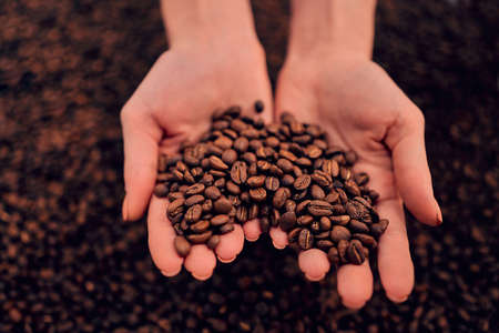 Coffee beans in hands on dark background.