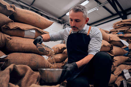 Front view of adult man pouring raw coffee beans in a bawl.の写真素材