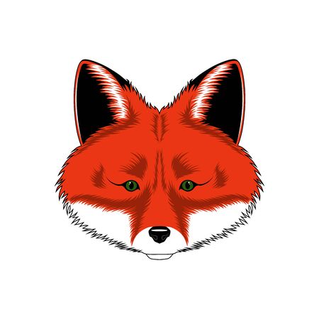 Vector image of a fox. Image on white background.のイラスト素材