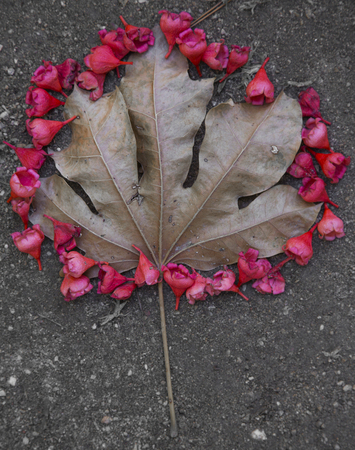 leaf natureの写真素材