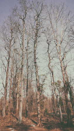 Dead Treesの写真素材