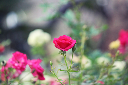 Pink Rose Close Upの写真素材
