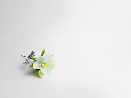 a sprig of white roses in bloom on an isolated white background