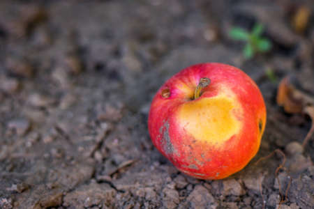 Spoiled rotten apple on the ground. Spoiled fruit after maturation. Organic food waste. Close up.の写真素材