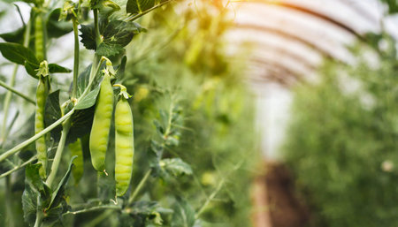 Ripe green peas growing in a greenhouse. Organic agriculture. Natural and healthy food. Eco green business. Farming gardening concept.の素材