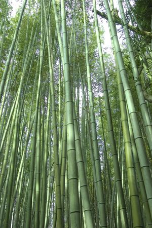 Wild Bamboo Forest 2の写真素材