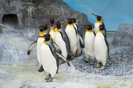 Penguinの写真素材