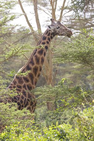 Giraffeの写真素材