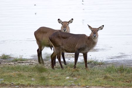 Waterbuckの写真素材