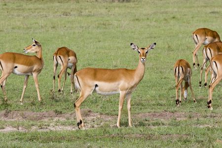 Gazelle in the Serengetiの写真素材