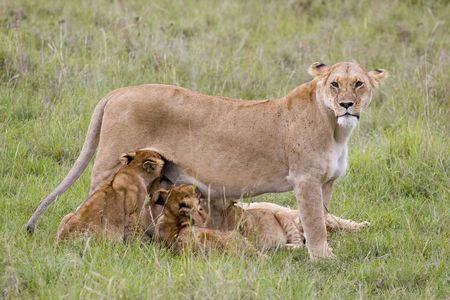 Lion familyの写真素材