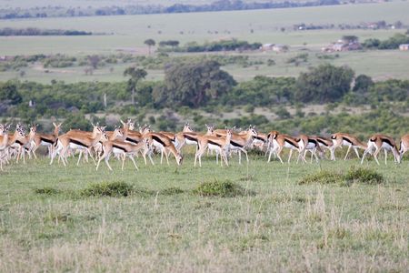 Gazelle in the Serengetiの写真素材