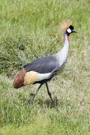 Black Crowned Craneの写真素材