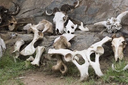 Animals skullの写真素材