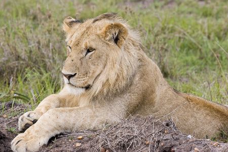 Male lionの写真素材