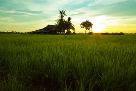 An old house in the middle of paddy field