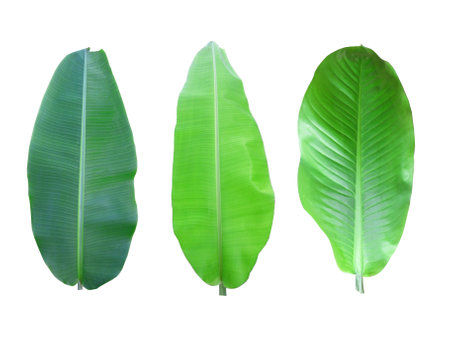 Banana leaves and sunflower leaves arranged in a white background