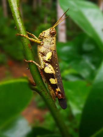 Image of grasshopper on green leaves background. Insect. Animal