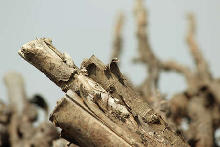 Slanting dried slender tree wood piecesの写真素材