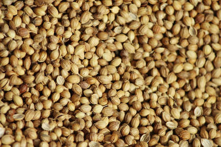 Many golden color coriander seeds isolated in one placeの写真素材