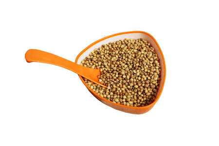 Natural golden color coriander seeds in orange cup with spoonの写真素材
