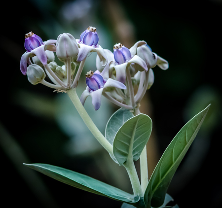 Beautiful wild flower found on a herb in the forest inside a city. Violet flowers with a shade of white. Best of flowers.の写真素材