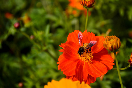 Busy Bumble Bee collecting pollen from yellow and orange .の写真素材