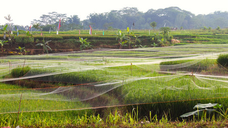 Rice Plants Protected by Pest Netting â Agricultural Technologyの写真素材