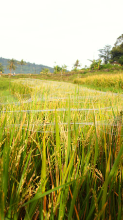 Rice Plants Protected by Pest Netting â Agricultural Technologyの写真素材