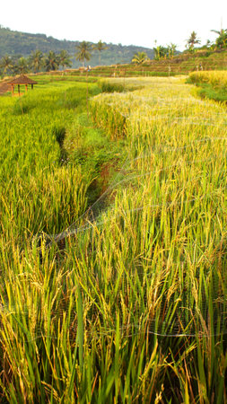 Beautiful rice field in Bali, Indonesia. Rice fields in Baliの写真素材