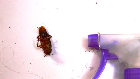 A dead cockroach lies on a flat surface, showing details of its body such as folded wings and legs....