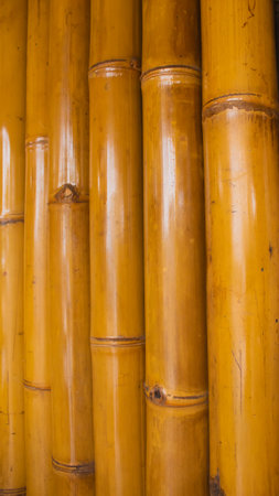 Bamboo Stem Texture â Natural Background & Design Materialの写真素材